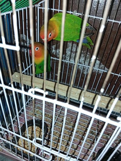 Ready To Breed Love Birds. 03338027200