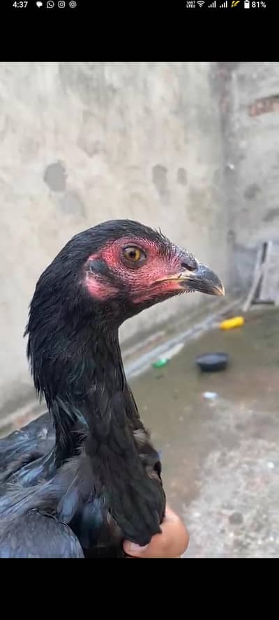 thai burmi female