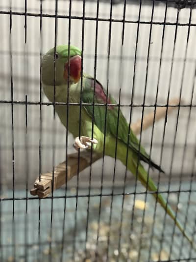 Raw Young Female Ready to Breed
