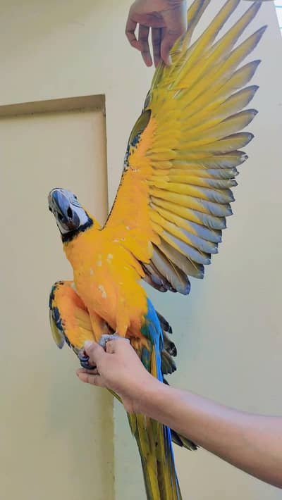 macaw electus lorry raw  grey parrot