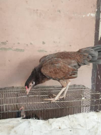 Aseel Mianwali
