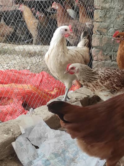 golden Misri Egg laying Hens available Active & Vaccine Male  female