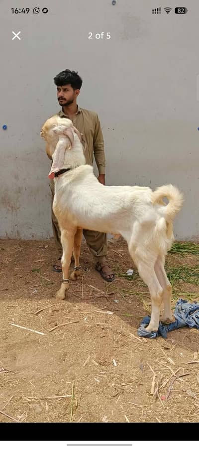 breeder rajanpuri bakra