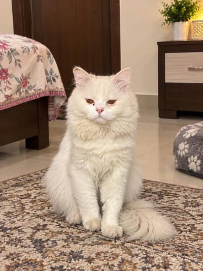 Persian male cat