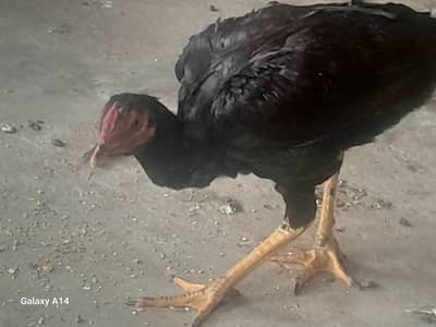 male aseel