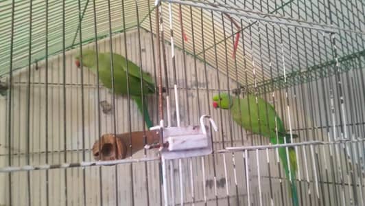 Parrots