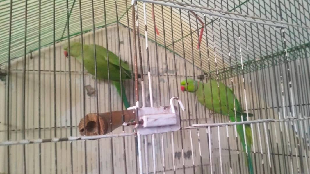 Parrots 0
