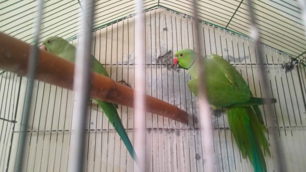 Parrots 1