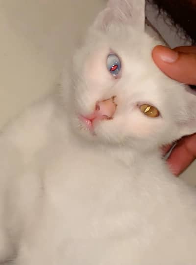 pershion cat male blue and orange eyes