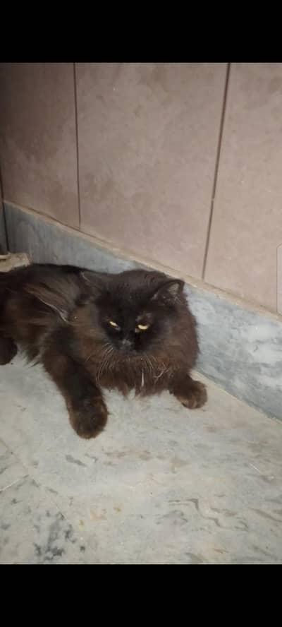 cat for sale