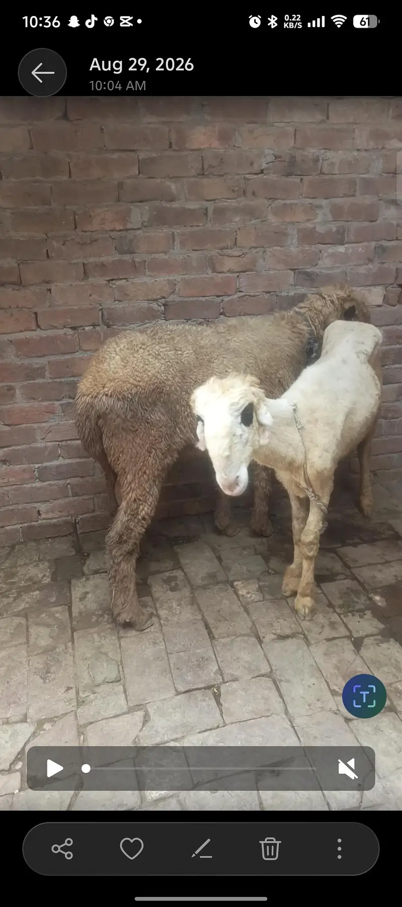 Nar Chhatra | 12 Mah | 2 Daant | 60 Kilo | Kali Aankhen — photo 4