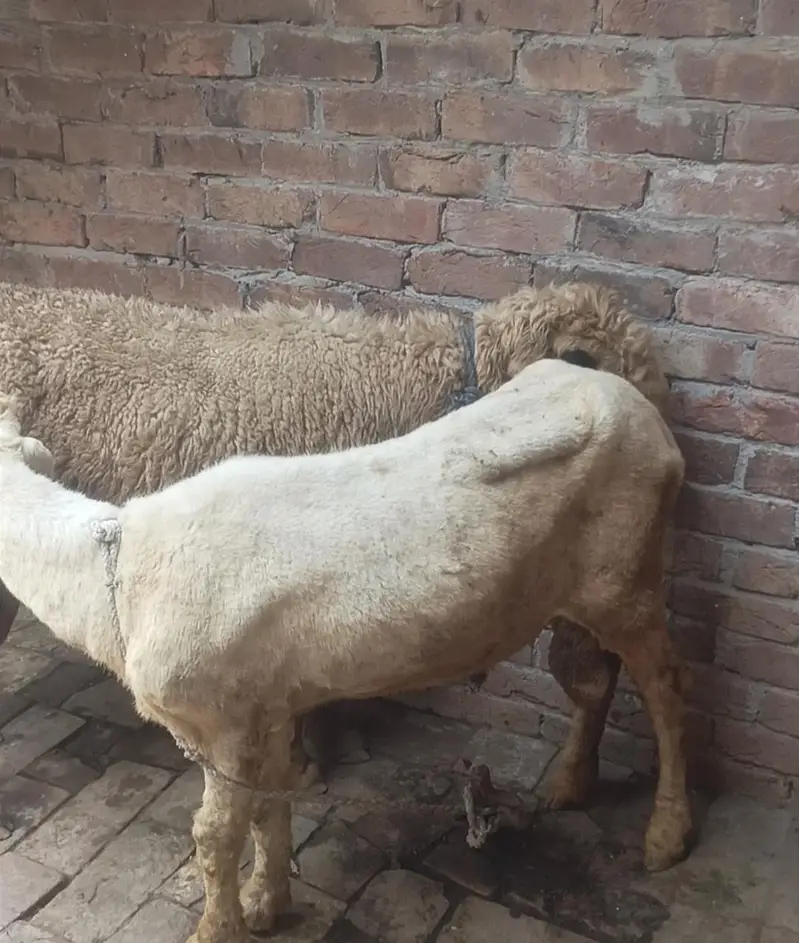 Nar Chhatra | 12 Mah | 2 Daant | 60 Kilo | Kali Aankhen — photo 5