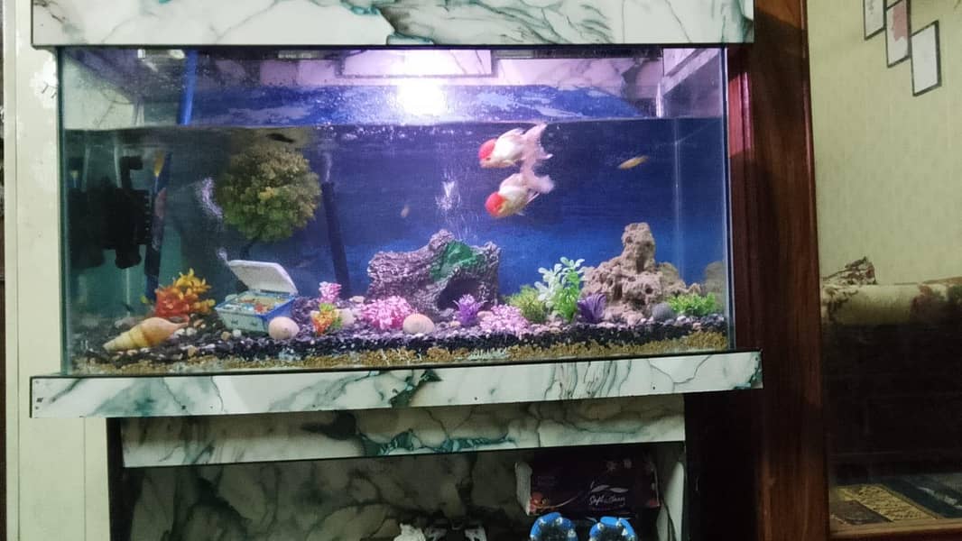 fish Equreium 0