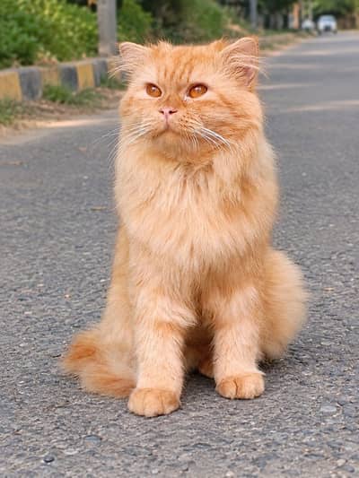 1 year ke ha cat or train ha ful