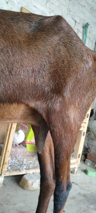 Goats For Sell