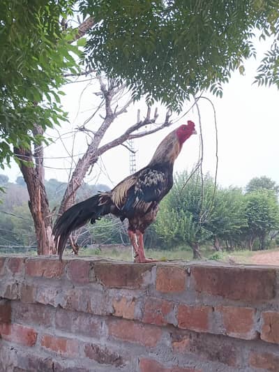 Aseel breeder mianwali bird for sale note murge ka 1 kill ni h