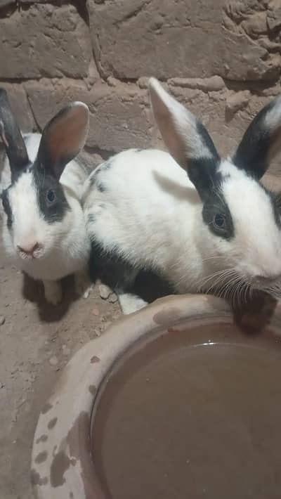 rabbit