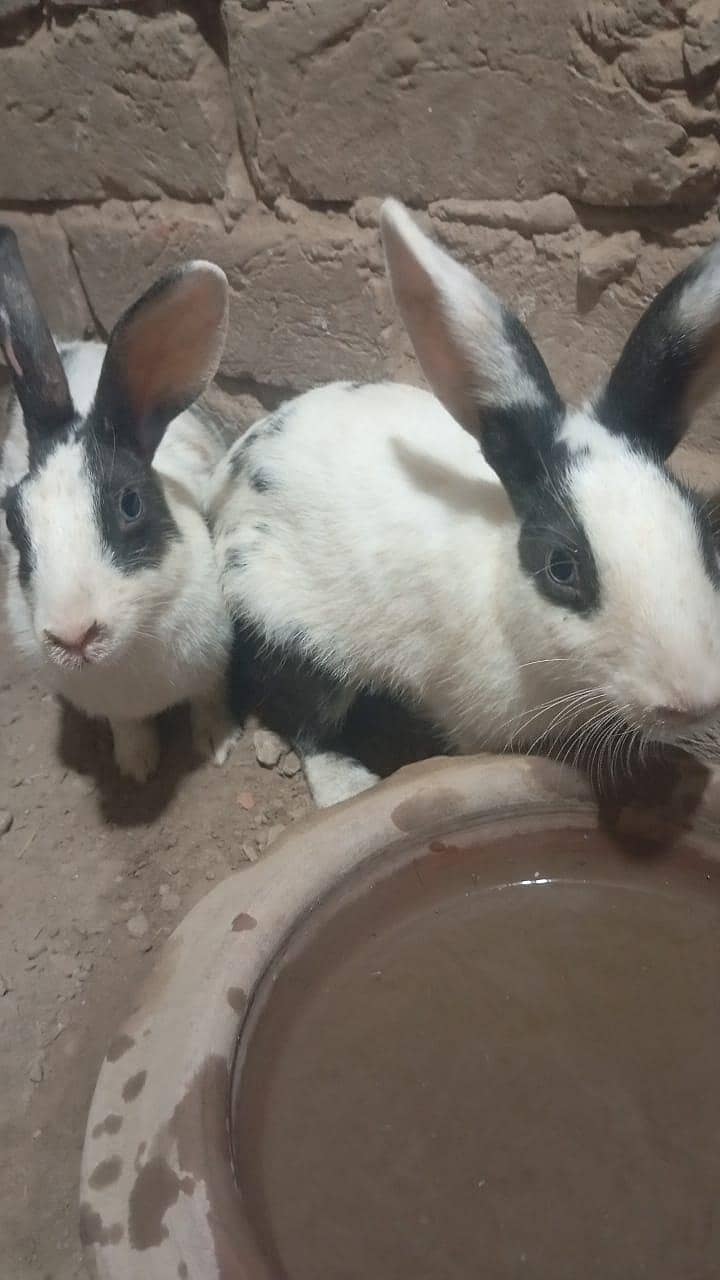 rabbit 0