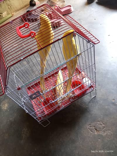 yellow ringneck 1 year