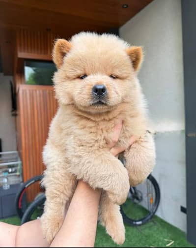 Chow Chow Puppies for sale