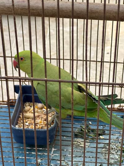 Ringneck Male