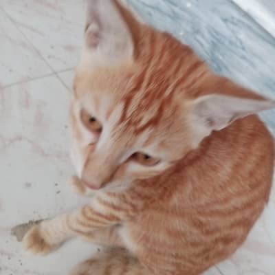 Beautiful Healthy Cats for Sale – Loving Homes Wanted