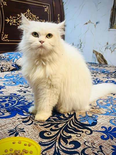 Persian cat