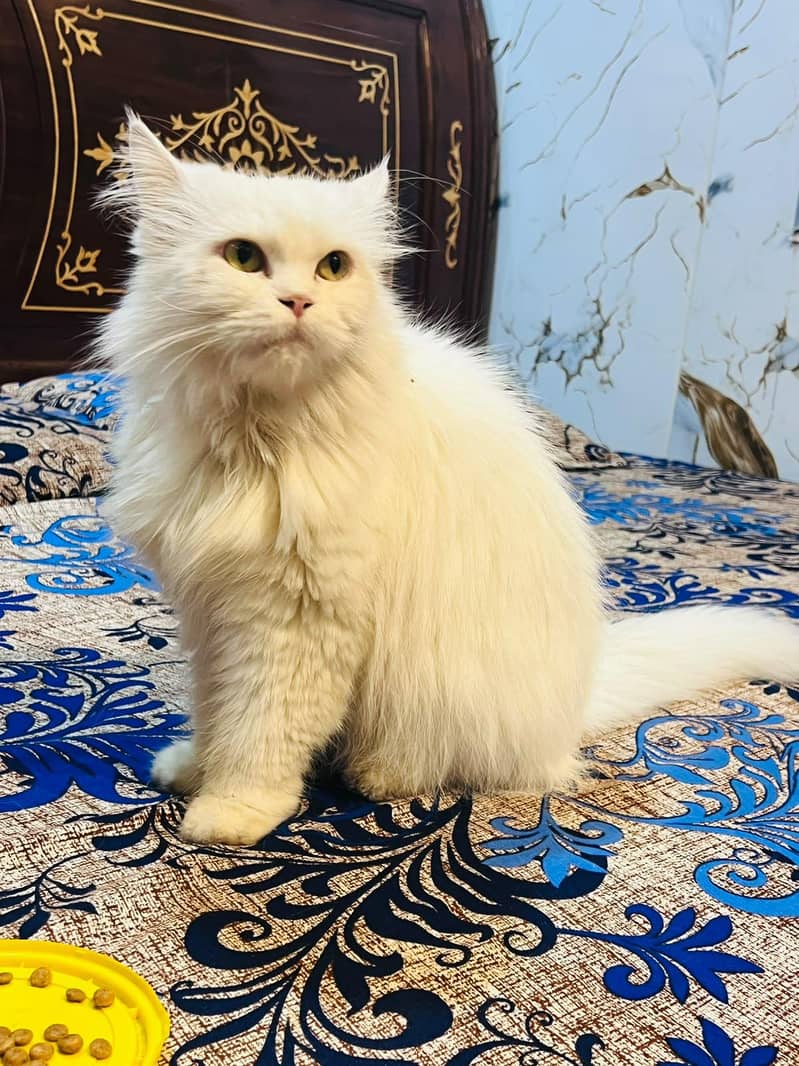 Persian cat 1