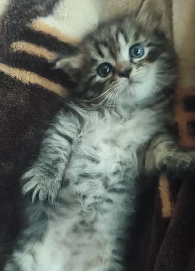 Persian cats for sale in 15 k each please contect at   03128573521