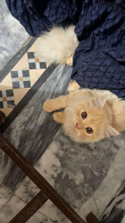 healthy Persian kitten for sale