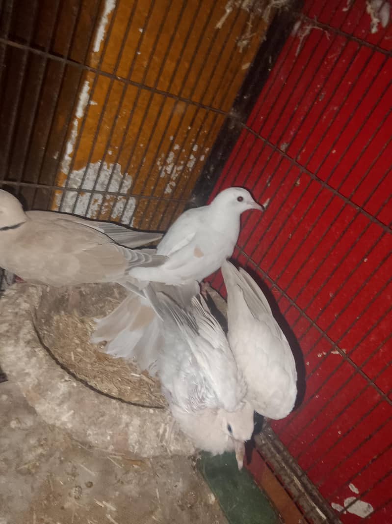 khummry pair 0