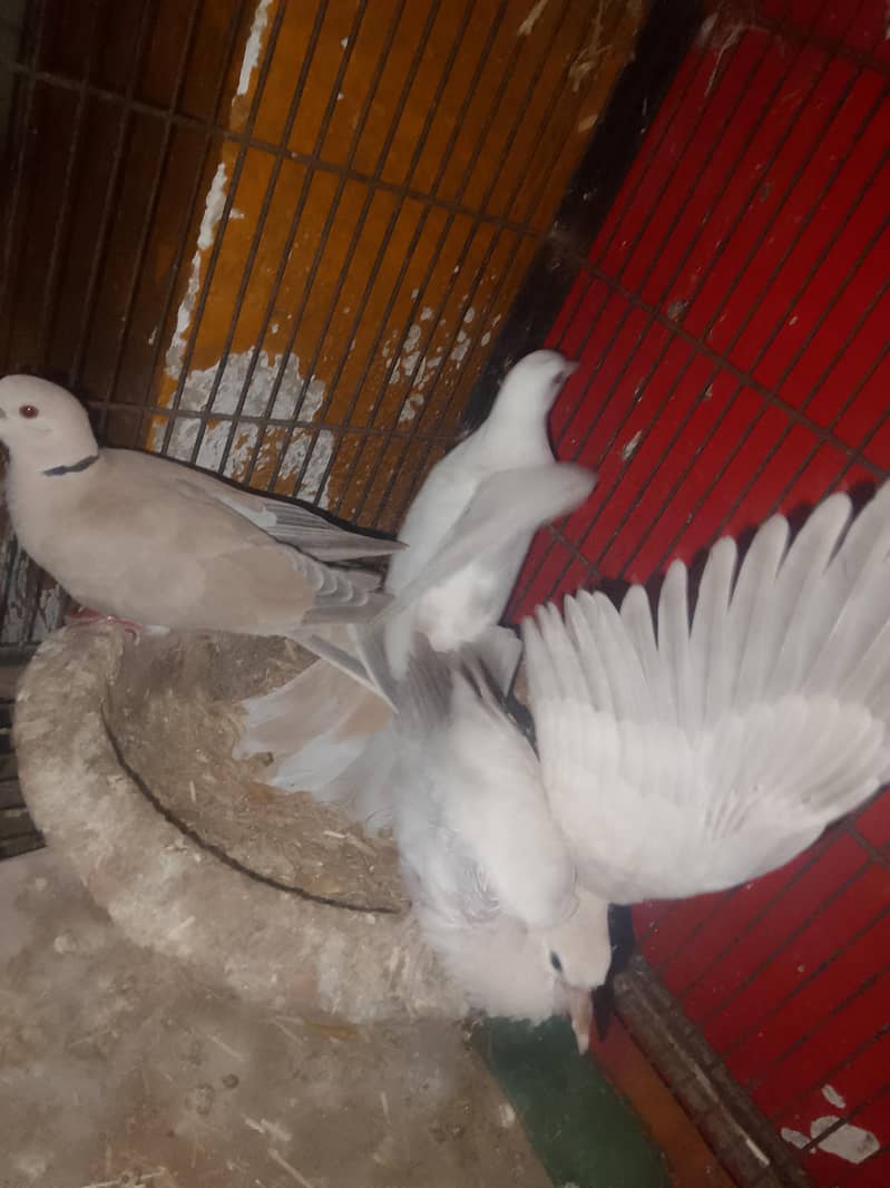 khummry pair 1