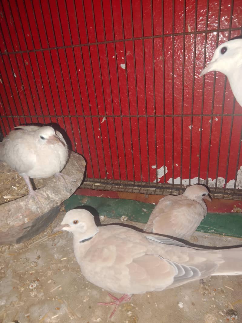 khummry pair 3