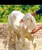 Nukra bacha for sell