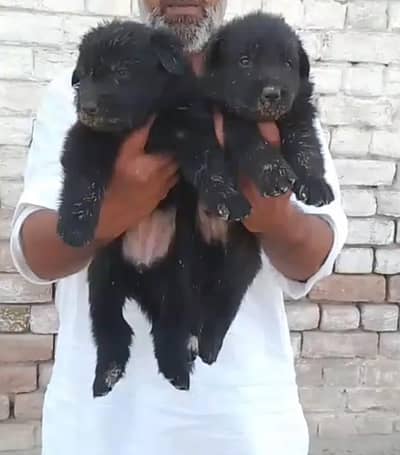 black German Shepherd long coat puppies