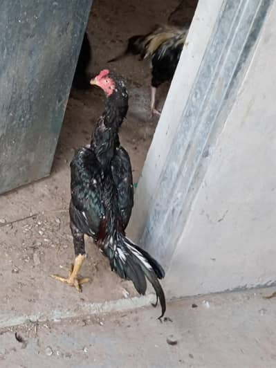 selling aseel murgha