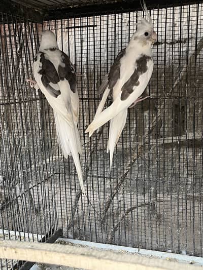 Eno Vpied Cockatiel Buggies