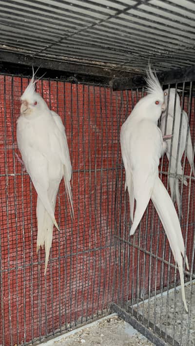 Eno Vpied Cockatiel Buggies