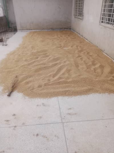 organic wheat