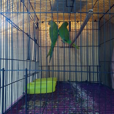 green parrot