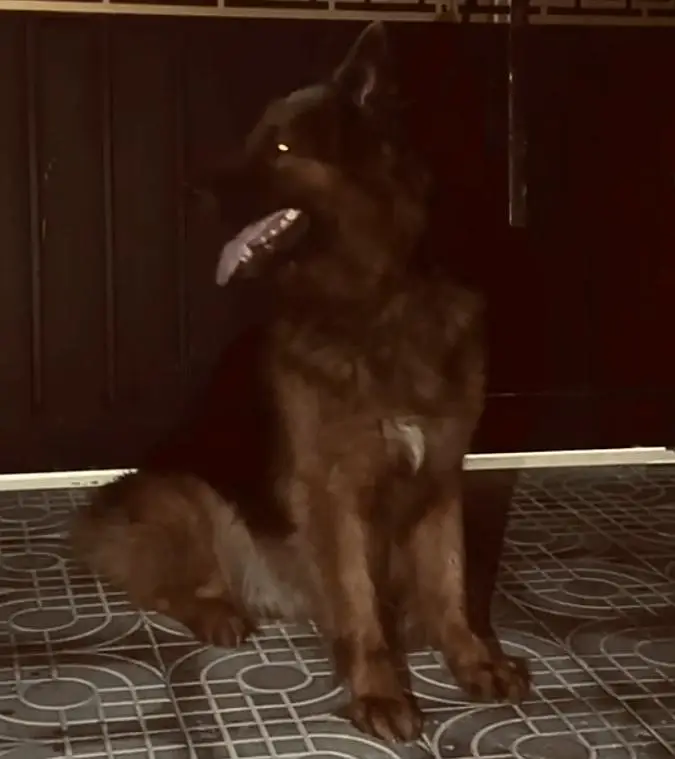 German shepherd Available 03326631741 WhatsApp