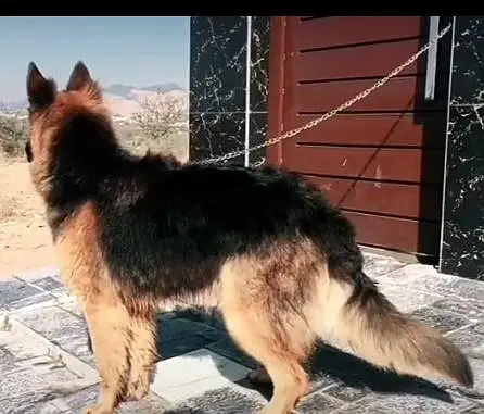 German shepherd Available 03326631741 WhatsApp — photo 2