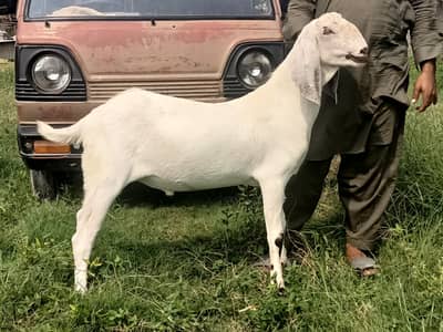 Heavy 2 daant khasi bakra