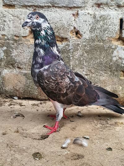 Chapra pair