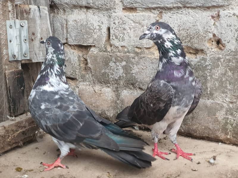 Chapra pair 2