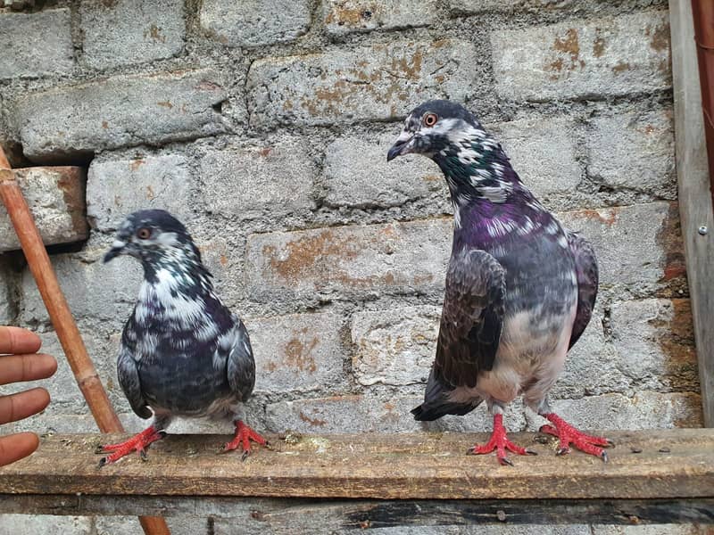 Chapra pair 3
