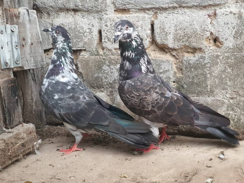 Chapra pair 5
