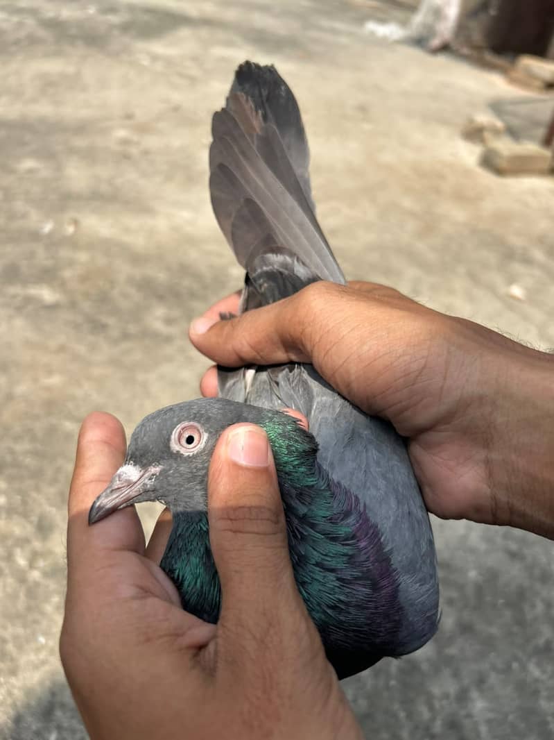 Chapra pair 7
