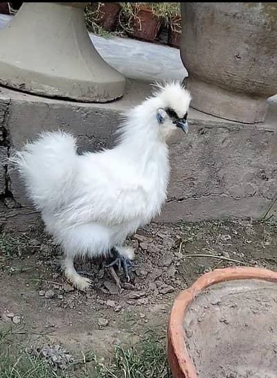 Silkie Male for Sale