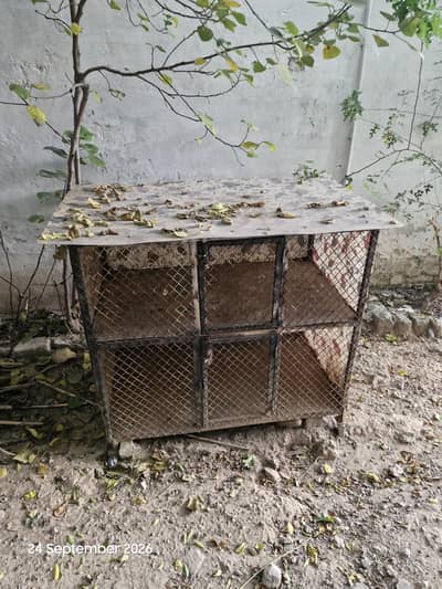 kids chicks pinjra iron fiber mix